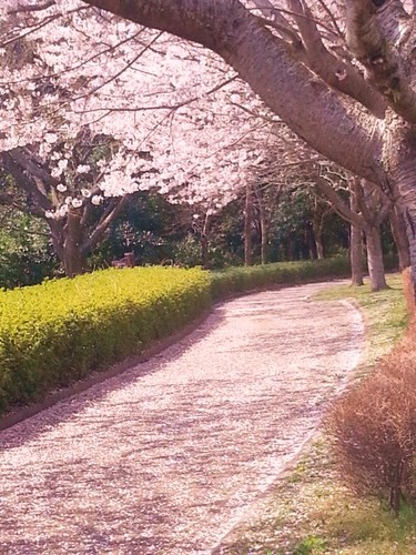 今年の桜もそろそろ終り画像