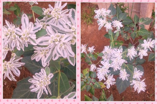 道端の　花？画像