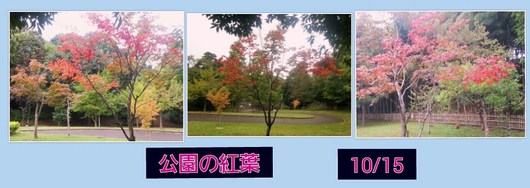 公園の紅葉画像