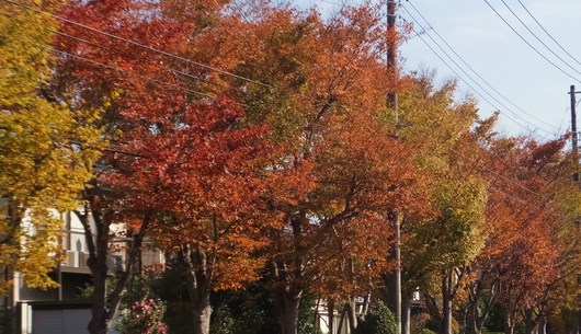 我が街の紅葉画像
