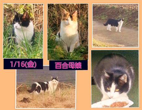 百合！画像