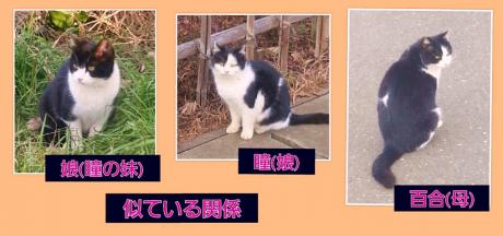 ３匹の関係画像