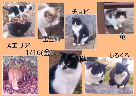 Ａエリア画像