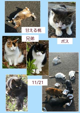 Cエリア3画像
