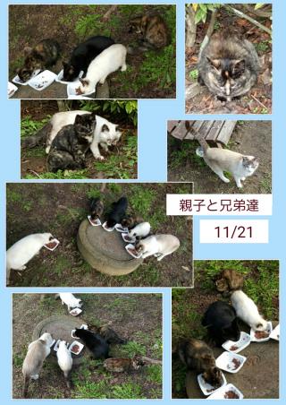 Aエリア3画像