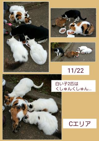 今日も公園に画像