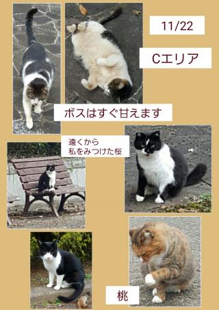 Cエリア2画像