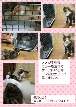メメとゴマ画像