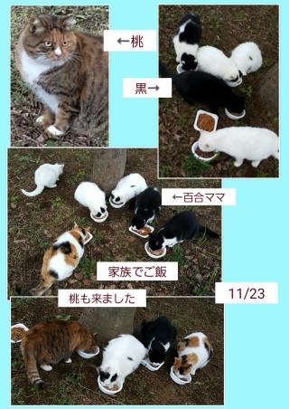 百合が現れました！画像