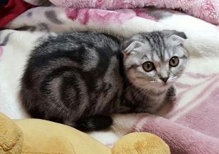ふくちゃん画像