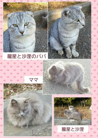 龍星と沙浬のパパとママ画像