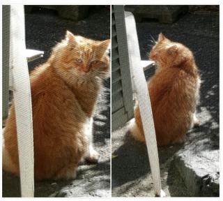黄ちゃん画像