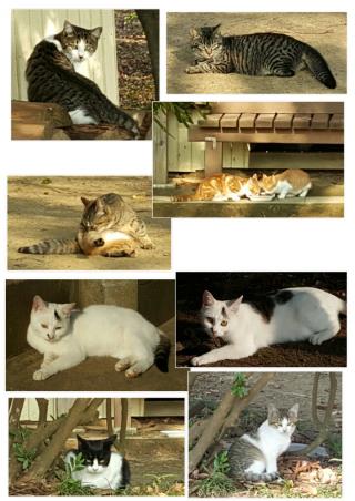 神社の猫たち画像