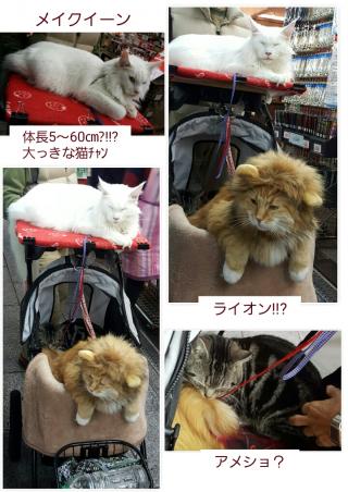 大っきな猫ﾁｬﾝ画像