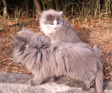 坂田ヶ池の猫（房総の丘公園内）