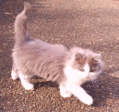 坂田ヶ池の猫