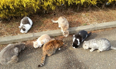 公園の猫たち