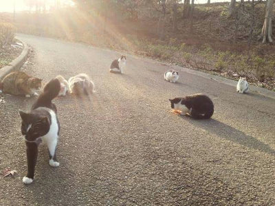 公園の猫たち