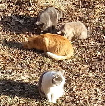 公園の猫たち　２