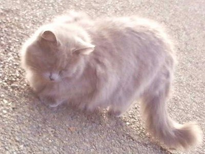 子猫のママ