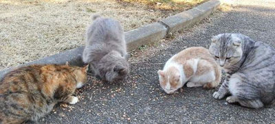 今日の猫たち