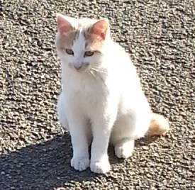 子猫