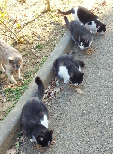 黒猫たち