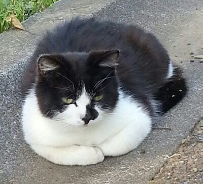 白黒猫ちゃん　１