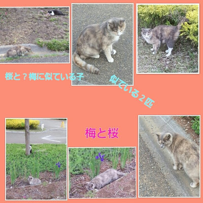 ５月１日