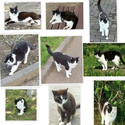 白黒猫ちゃん達