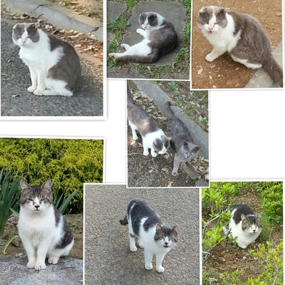 ＣとＢのボス