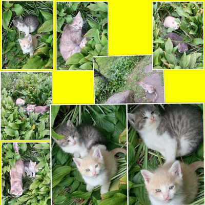 ６月１日