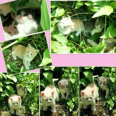 ６月３日