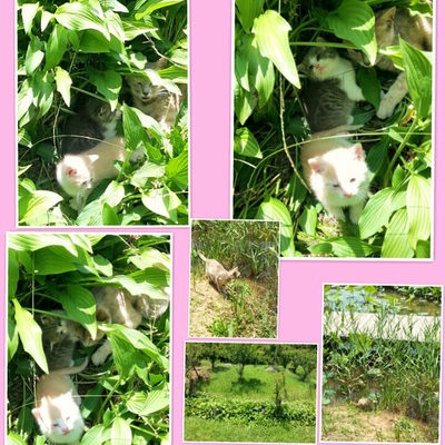 ６月３日
