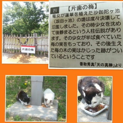 ６月４日