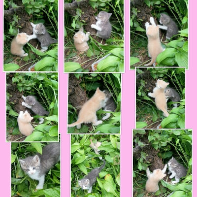 ６月８日
