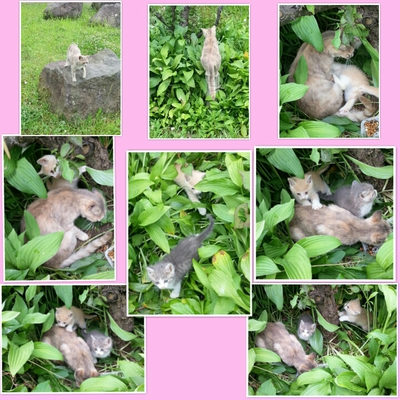 ６月８日