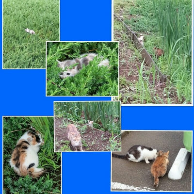 ６月２０日
