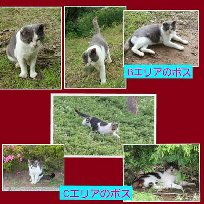 二大ボス