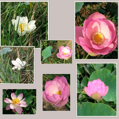 ７月１１日