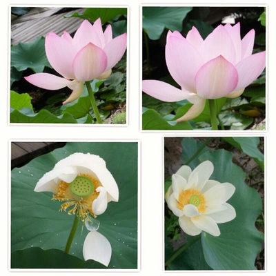 蓮の花