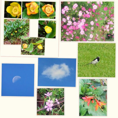 最近撮った画像