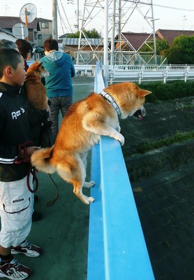 今朝の散歩道！