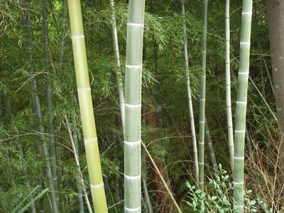 南側の竹林
