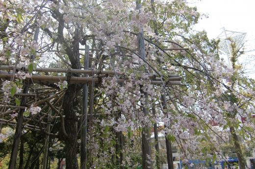 桜