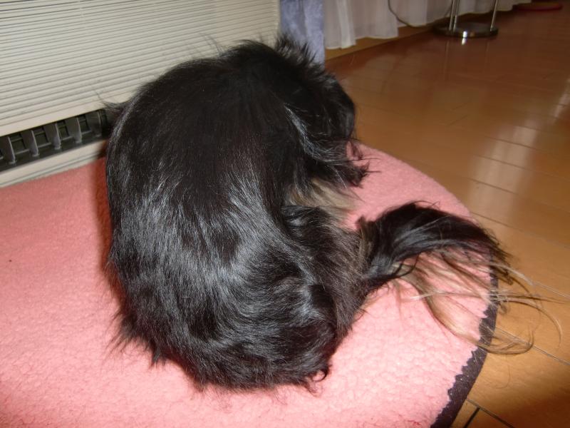 美み姫　風邪をひいたお尻