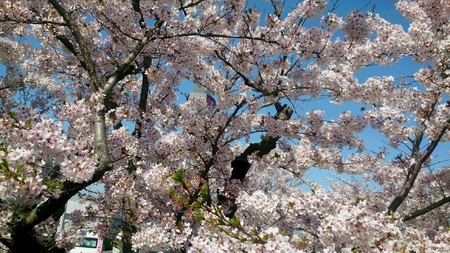 春なのに~、春だから。