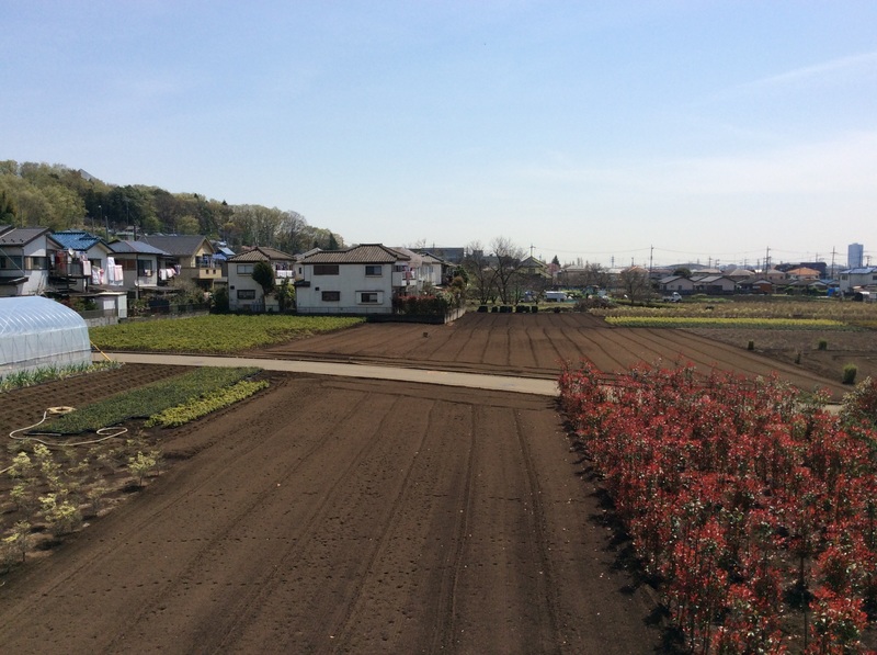 のどか